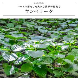 ウンベラータ 室内観葉植物 5号 高さ約40〜...の詳細画像5