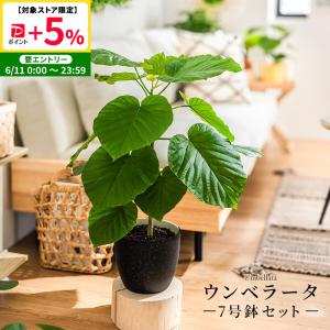アガベ アテナータ 白覆輪 レイオブライト レア 希少 観葉植物 お祝い