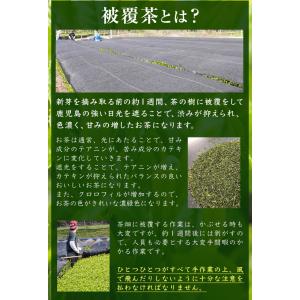 [ お茶 緑茶 知覧茶 2025 深むし茶 ]...の詳細画像5