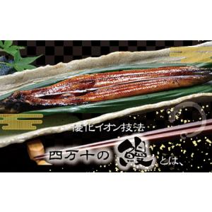 ふるさと納税 26-006.四万十川優化イオン...の詳細画像2