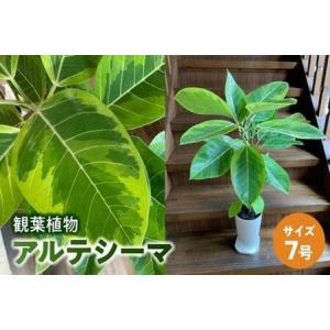 ふるさと納税 066-18 観葉植物 アルテシーマ1鉢 鹿児島県南九州市