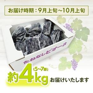 ふるさと納税 SD0259 種なし大粒ぶどう ...の詳細画像2