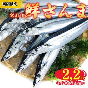 ふるさと納税 【期間限定】 訳あり 鮮さんま 約2.2kg 冷蔵 サンマ 秋刀魚 旬 海鮮 魚貝類 魚介類 産地直送 新鮮さんま 魚 焼き魚 三陸さんま .. 岩手県大船渡市