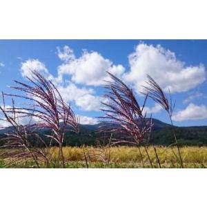 ふるさと納税 令和7年産 新潟県上越市産 コシ...の詳細画像3