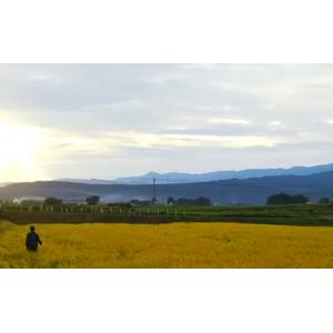 ふるさと納税 令和7年産 新潟県上越市産 コシ...の詳細画像3