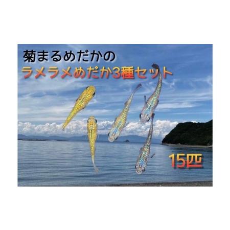 ふるさと納税 菊まるめだかの【ラメラメめだか３種セット】計15匹 生き物 生体 魚 観賞魚 アクアリ...