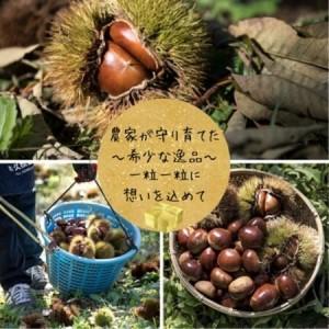 ふるさと納税 2026年度甘さが自慢!貴重品種...の詳細画像1