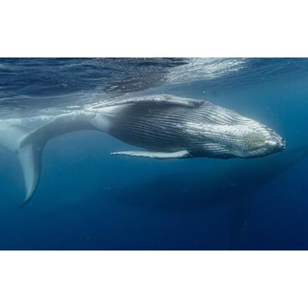 ふるさと納税 （ライセンス保持者又は同等レベル限定）【奄美大島北部】貸切チャーター船 ホエールスイム...