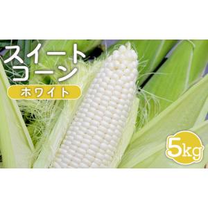 ふるさと納税 スイートコーン(ホワイト)　【令和６年８月発送】【12019】 北海道新十津川町｜furunavi