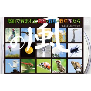 ふるさと納税 デジタル写真素材 「の風」 本 D...の商品画像