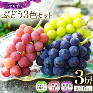 ふるさと納税 【2026年発送】先行予約 ぶどう3色セット 3房 約 1.6kg シャインマスカット 食べ比べ 季節限定 産直 山梨県韮崎市