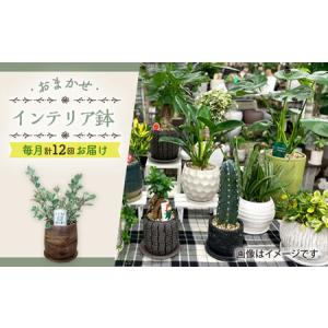 ふるさと納税 【年12回定期便 】おまかせ そのまま飾れる インテリアグリーン / 植物 観葉植物 鑑賞用 インテリアグリーン インテリア 室内 お.. 長崎県大村市