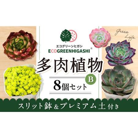 ふるさと納税 オリジナル鉢付き！かわいい売れ筋多肉植物お届けセットB / 観葉植物 多肉 多肉植物 ...