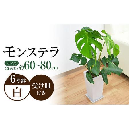 ふるさと納税 観葉植物 モンステラ スクエア 陶器鉢植え 6号×1個 / 観葉 植物 インテリア お...