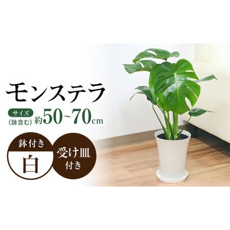 ふるさと納税 観葉植物 モンステラ プラスチック鉢入り / 観葉 植物 インテリア おしゃれ プレゼ...