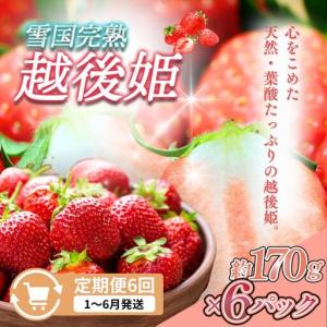 ふるさと納税 【先行予約 定期便6回】越後姫 いちご 雪国完熟 1?6月 170g×6回 いちご 新潟県上越市