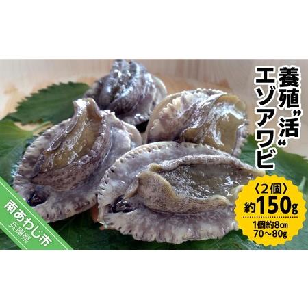 ふるさと納税 【中尾満男水産】【淡路島産】養殖”活”エゾアワビ2個 約150g (1個約8cm 70...