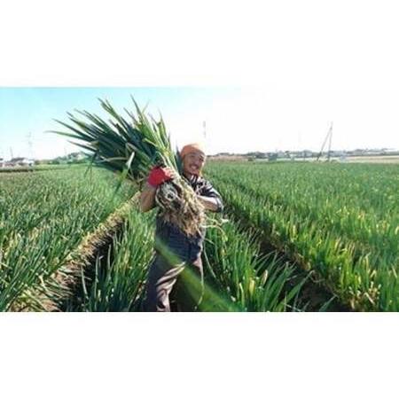 ふるさと納税 【詰め放題】ねぎセルフ収穫体験参加券（R8/1/10（土）〜1/18（日））　【112...