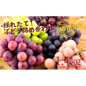 ふるさと納税 【甘みが強い♪】採れたてぶどう詰め合わせ計1.4kg(各350gを4パック) 【カモガワフルーツガーデン】ぶどう おまかせ 巨峰 ピオー.. 長崎県佐世保市