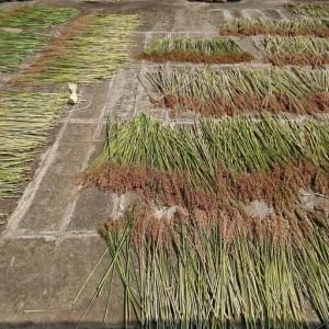 ふるさと納税 種から栽培した国産ホウキモロコシ...の詳細画像3