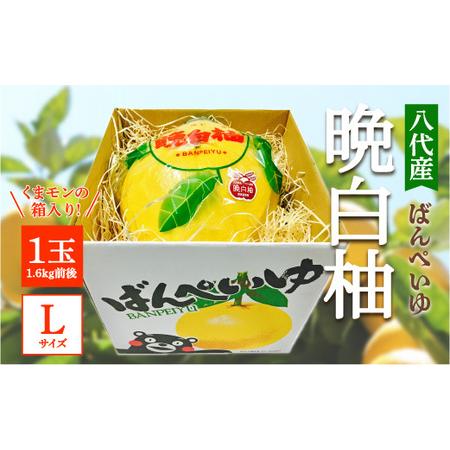 ふるさと納税 【先行予約】 八代産晩白柚1玉　Lサイズ (くまモンの箱入り) 【2024年12月中旬...