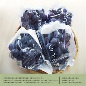 ふるさと納税 紀州和歌山産ピオーネ 約2kg【...の詳細画像3