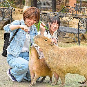 ふるさと納税 伊豆シャボテン動物公園入園引換券(エサあげチケット＆グッズつき)1名様【1014969...