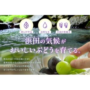 ふるさと納税 【先行予約】種無しピオーネ 約0...の詳細画像1