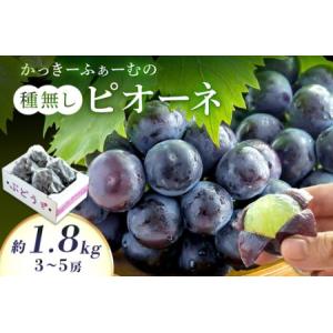 ふるさと納税 【2026年発送分 先行予約】種無しピオーネ 約1.8kg 3〜5房《8月下旬頃から発送》果物 ピオーネ ぶどう 先行予約 【183_1884】 島根県浜田市