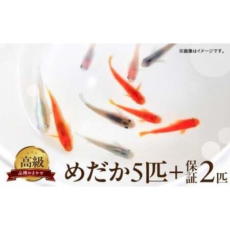 ふるさと納税 BA6012_高級めだか 5匹＋補償 2匹（品種はおまかせ） 和歌山県湯浅町