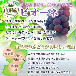 ふるさと納税 山形のぶどうセット 秀品 約2k...の詳細画像2