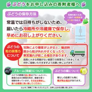ふるさと納税 やまがたのぶどう シャインマスカ...の詳細画像2