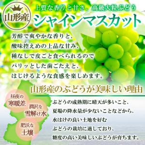 ふるさと納税 やまがたのぶどう シャインマスカ...の詳細画像3