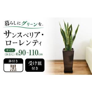 ふるさと納税 観葉植物 サンスベリア・ローレンテ...の商品画像