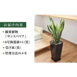 ふるさと納税 観葉植物 サンスベリア・ローレン...の詳細画像1