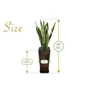 ふるさと納税 観葉植物 サンスベリア・ローレン...の詳細画像2
