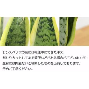 ふるさと納税 観葉植物 サンスベリア・ローレン...の詳細画像3