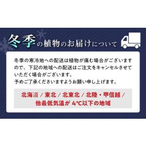 ふるさと納税 観葉植物 サンスベリア・ローレン...の詳細画像4