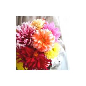 ふるさと納税 《3ヵ月定期便》 ダリア 花束 ...の詳細画像3