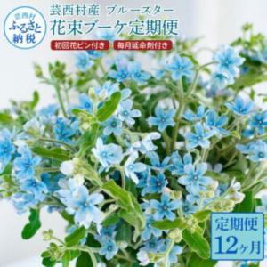 ふるさと納税 《12ヵ月定期便》 ブルースター ...の商品画像