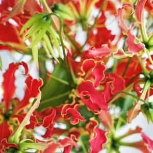 ふるさと納税 【3回定期便】生花グロリオサ花束...の詳細画像1