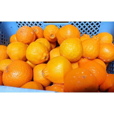 ふるさと納税 【規格外品】 不知火 (デコポンと同品種) ご家庭用 15kg サイズ不選別【2026...