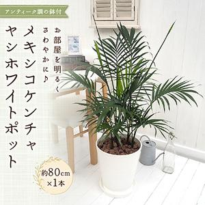 ふるさと納税 観葉植物 インテリア メキシコケンチャヤシ ホワイトポット 約80cm×1_花・観葉植...