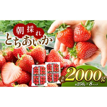 ふるさと納税 【2026年先行予約】朝採れいちご とちあいか 2,000g  栃木県真岡市