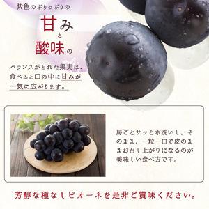 ふるさと納税 ピオーネ 約2kg 紀州和歌山 ...の詳細画像3