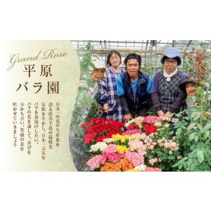 ふるさと納税 【定期便】薔薇 アレンジメント隔...の詳細画像4