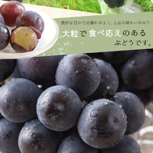 ふるさと納税 紀州和歌山産 ピオーネ 約2kg...の詳細画像1