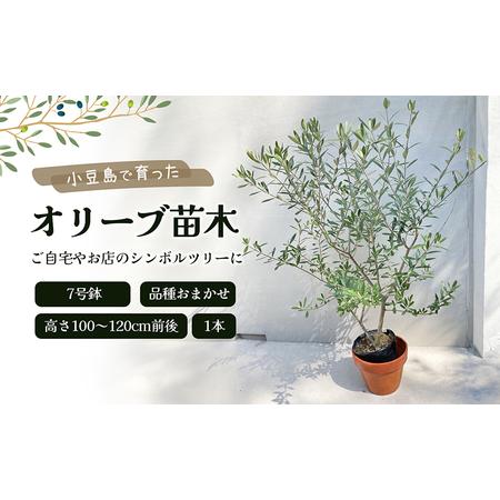 ふるさと納税 【 小豆島 】小豆島で育ったオリーブ苗木!ご自宅やお店のシンボルツリーにどうぞ! 植物...
