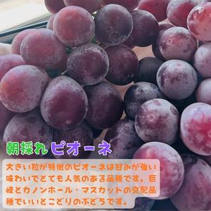 ふるさと納税 【秋の美味】フルーツ王国 和歌山...の詳細画像1