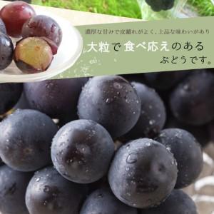 ふるさと納税 紀州和歌山産 ピオーネ 約2kg...の詳細画像1